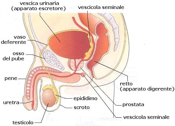 posizionamento prostata